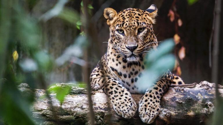 Top 5 Hidden Gems in Sri Lanka You Will Not Find on Instagram